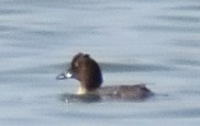 Common Goldeneye - ML574539351