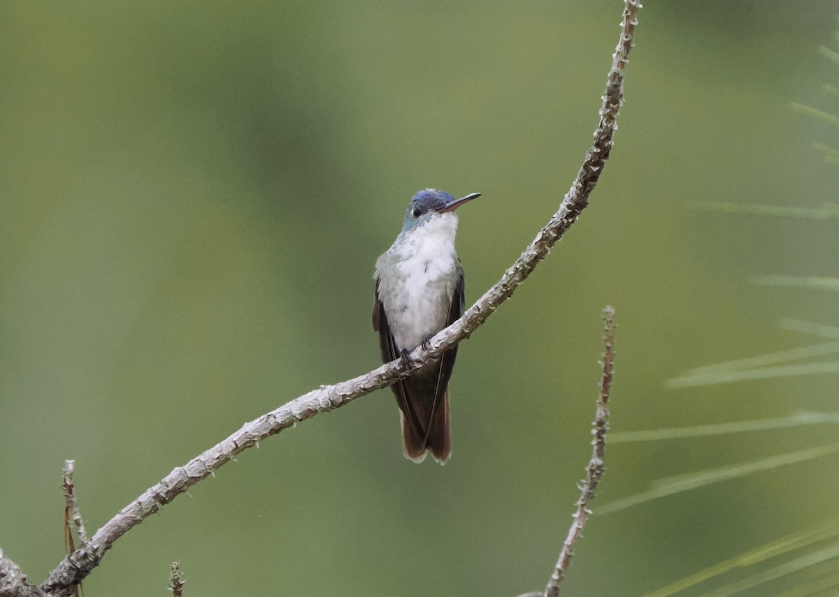 Azure-crowned Hummingbird - ML574539751