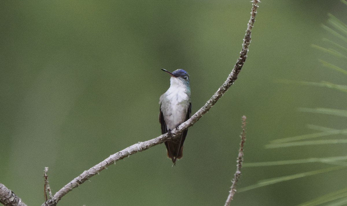 Azure-crowned Hummingbird - ML574539761