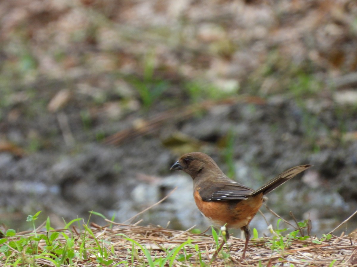 Eastern Towhee - ML574539771