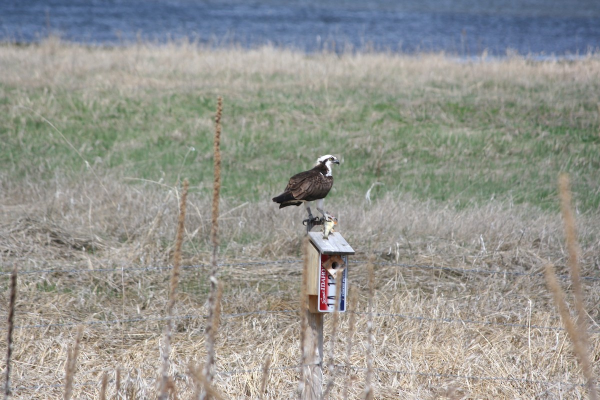 Osprey - GAYLE EATON