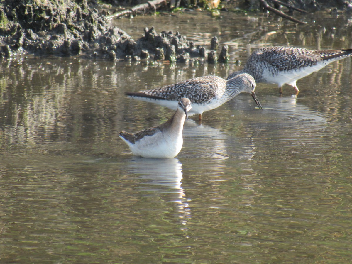 hvithalesvømmesnipe - ML574540531