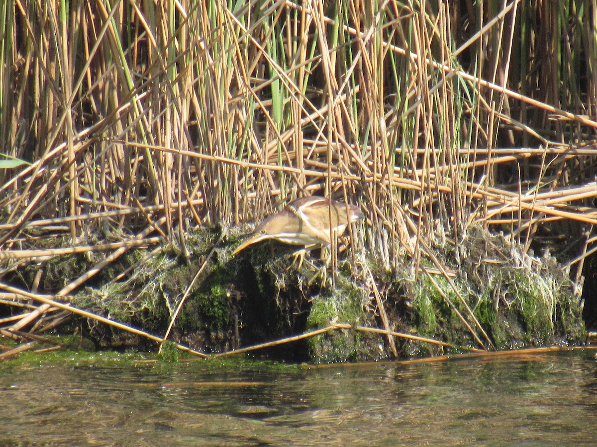 Least Bittern - ML574540701