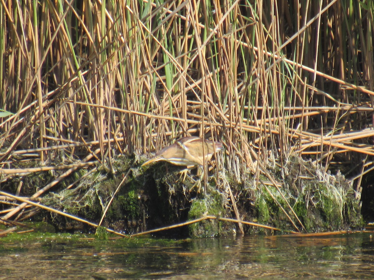 Least Bittern - John Coyle