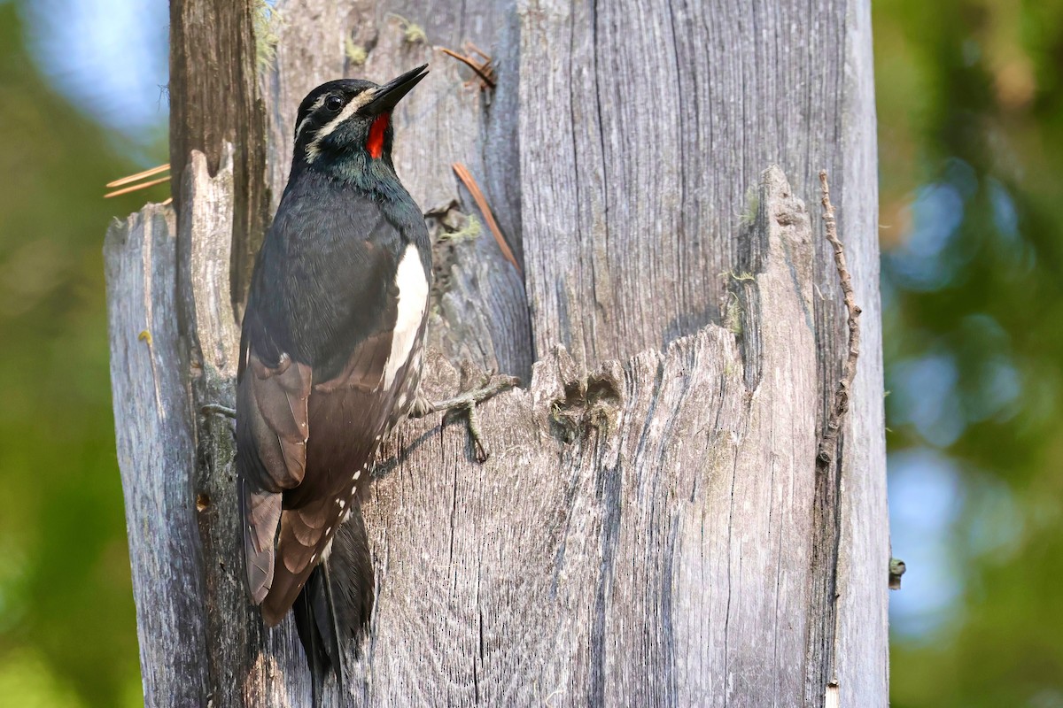 Williamson's Sapsucker - Trevor Churchill