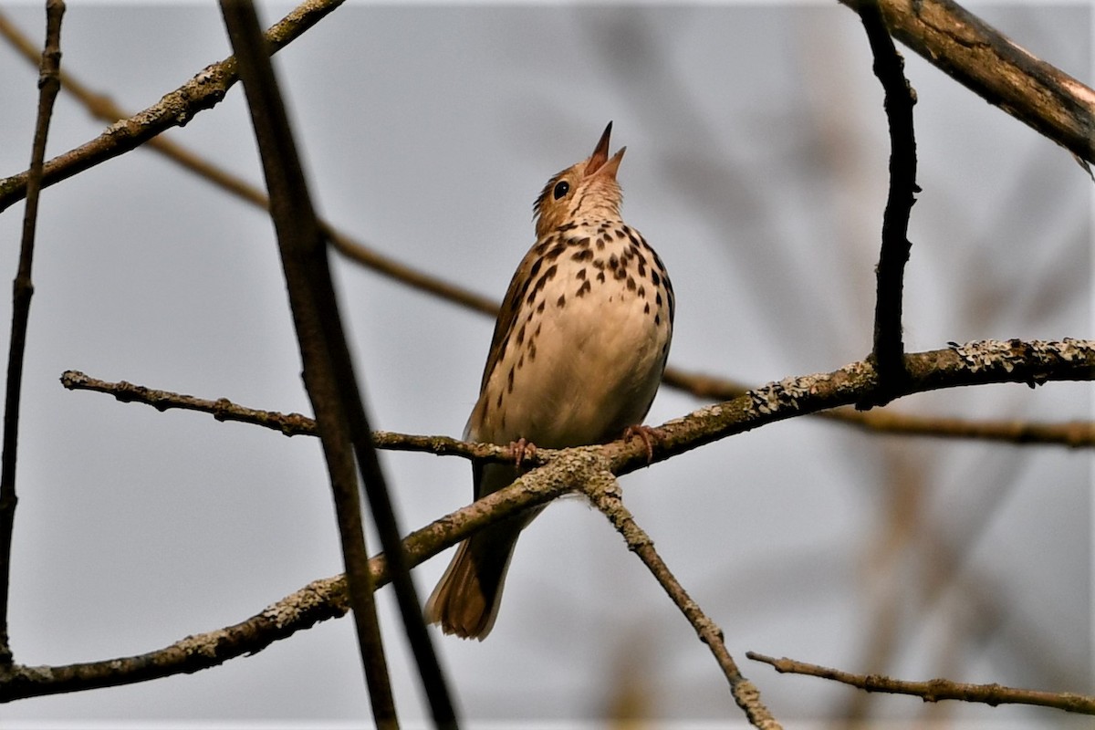 Ovenbird - ML574542741