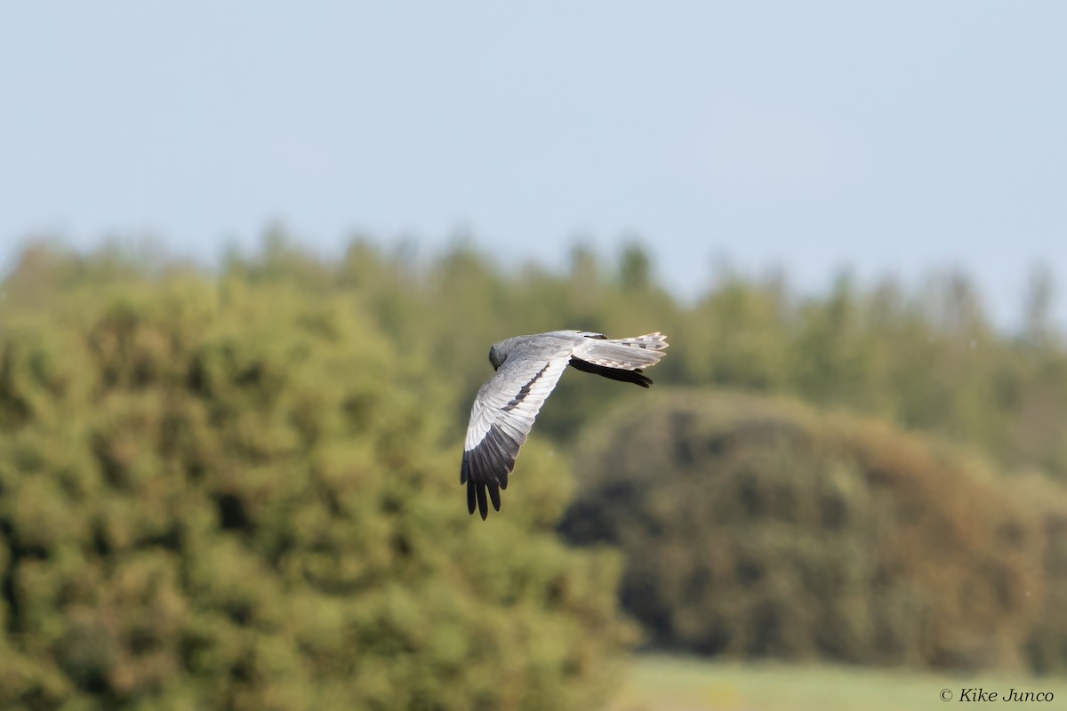 Montagu's Harrier - ML574543461