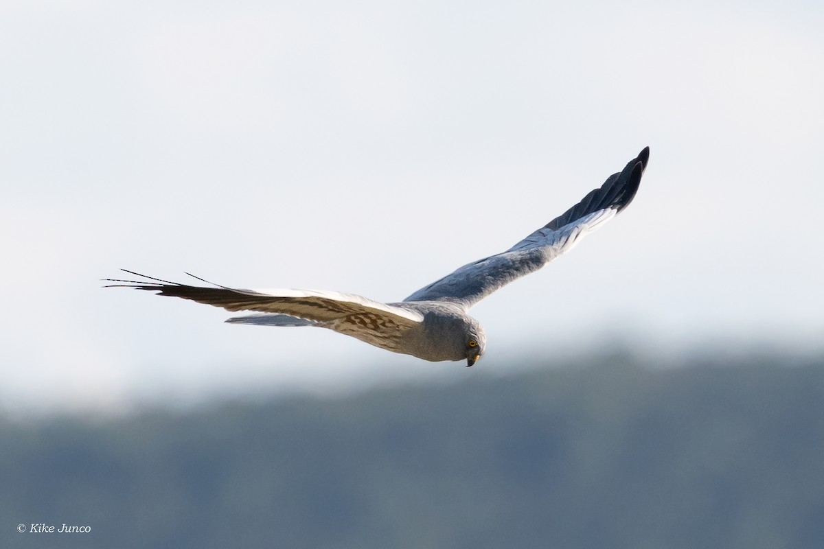 Montagu's Harrier - ML574543531