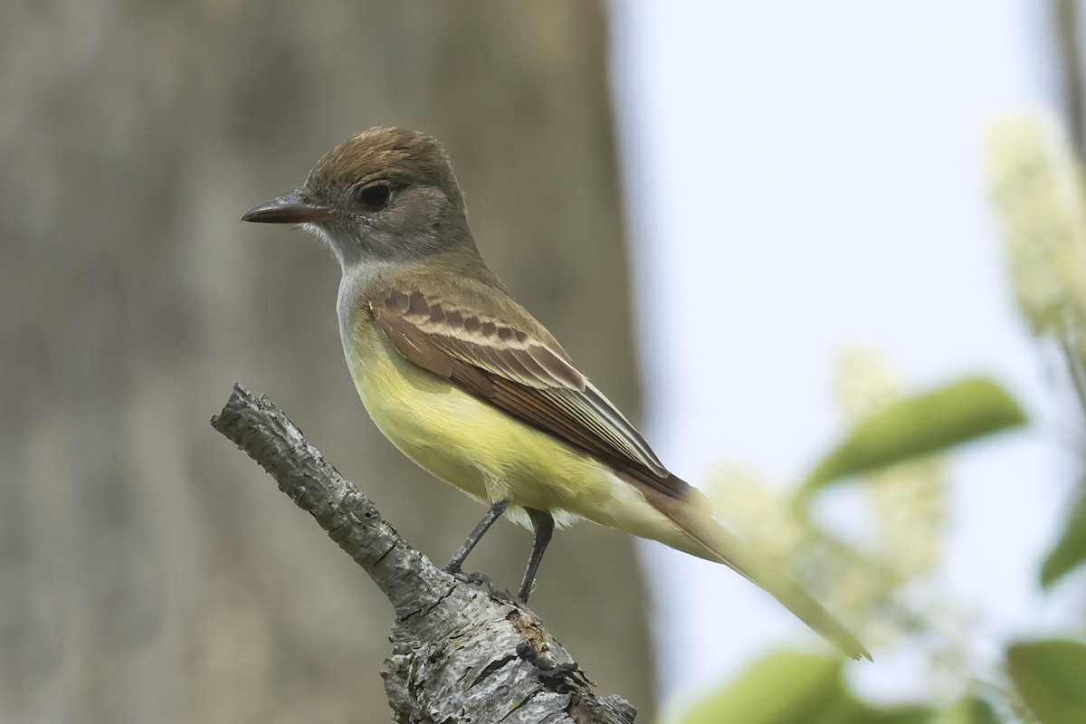 Great Crested Flycatcher - Mary Thurmond