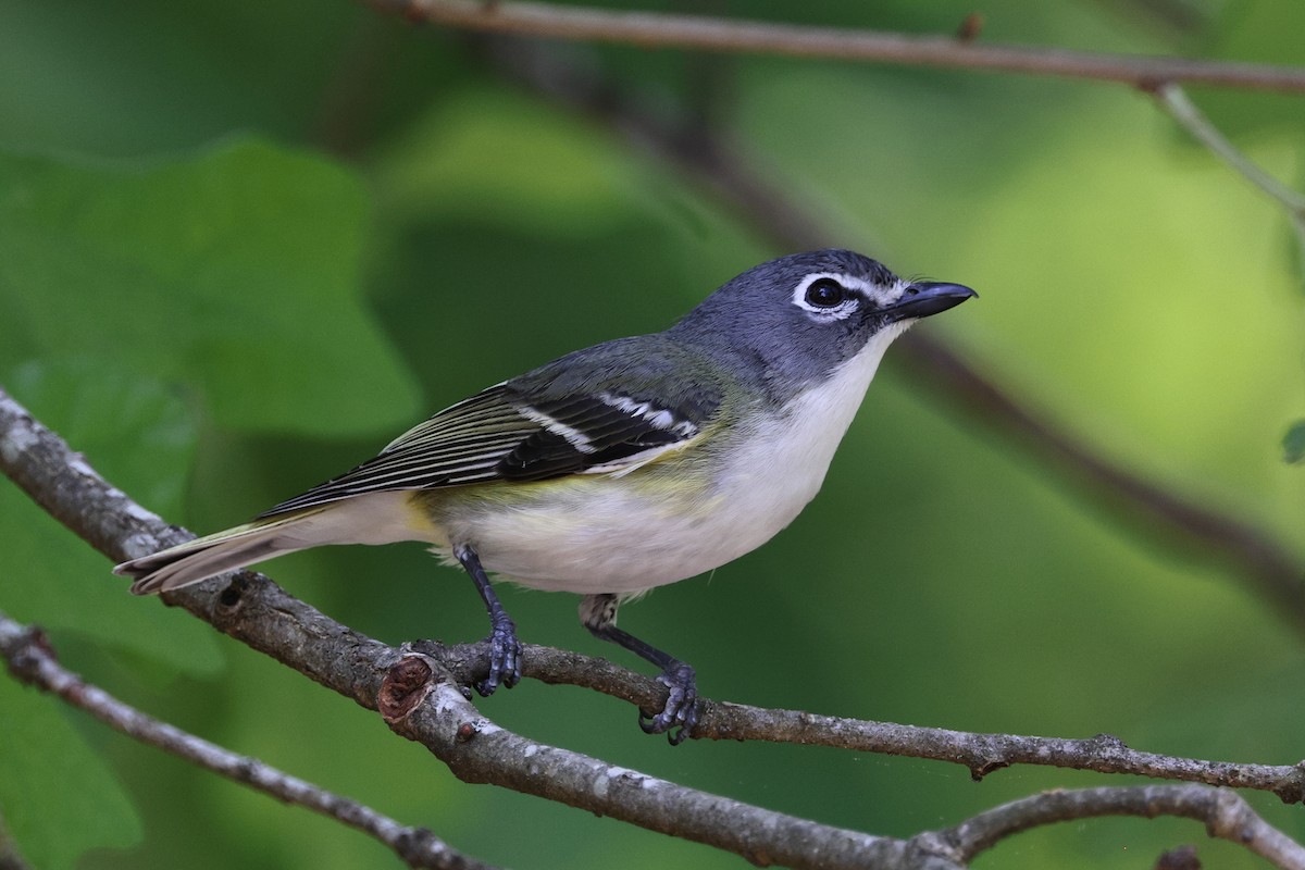 Blue-headed Vireo - ML574544921