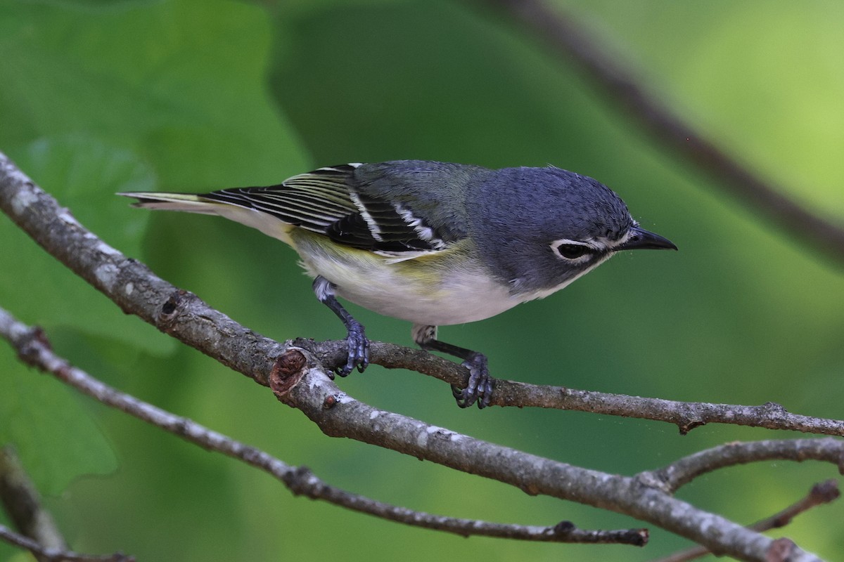 Blue-headed Vireo - ML574544951