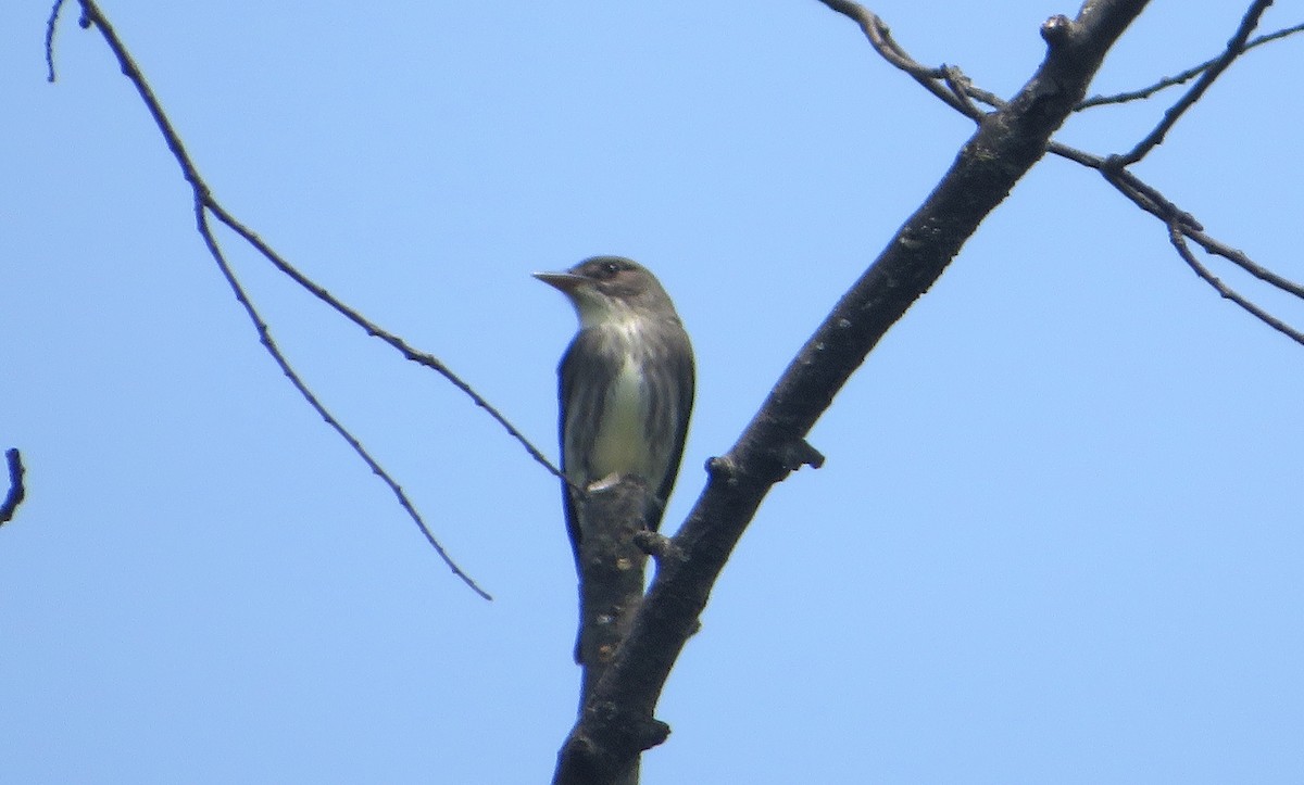 Olive-sided Flycatcher - Nick Dawson