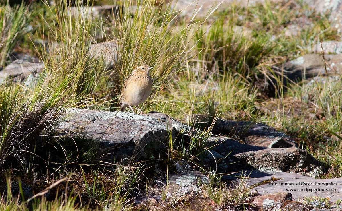 Paramo Pipit - ML574546701