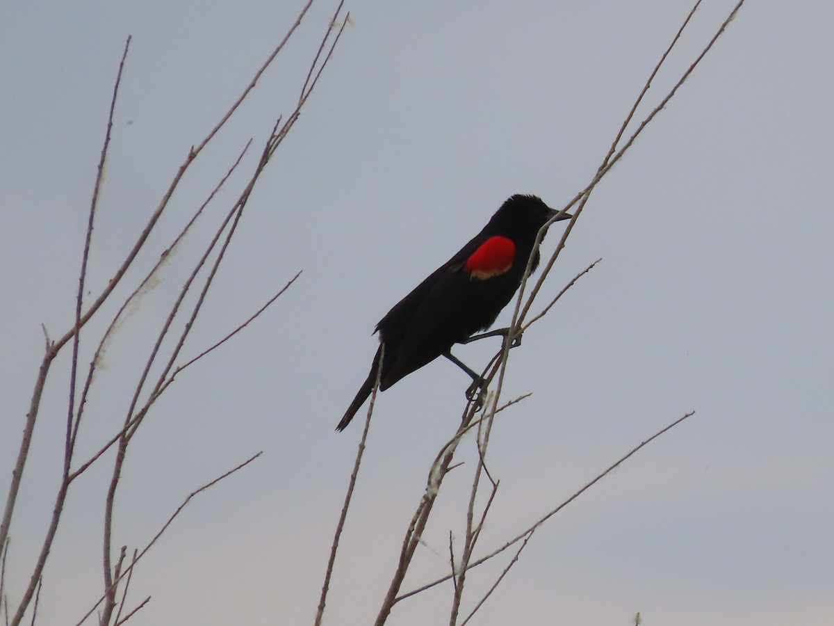 Red-winged Blackbird - ML574546951