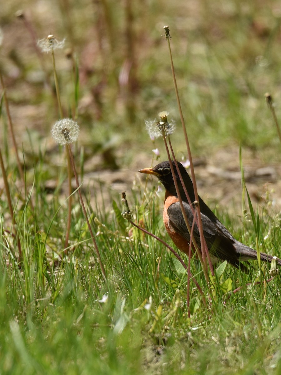 American Robin - ML574547381