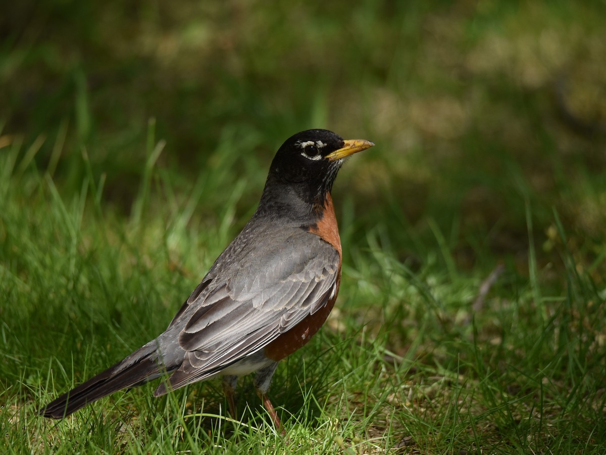 American Robin - ML574547391