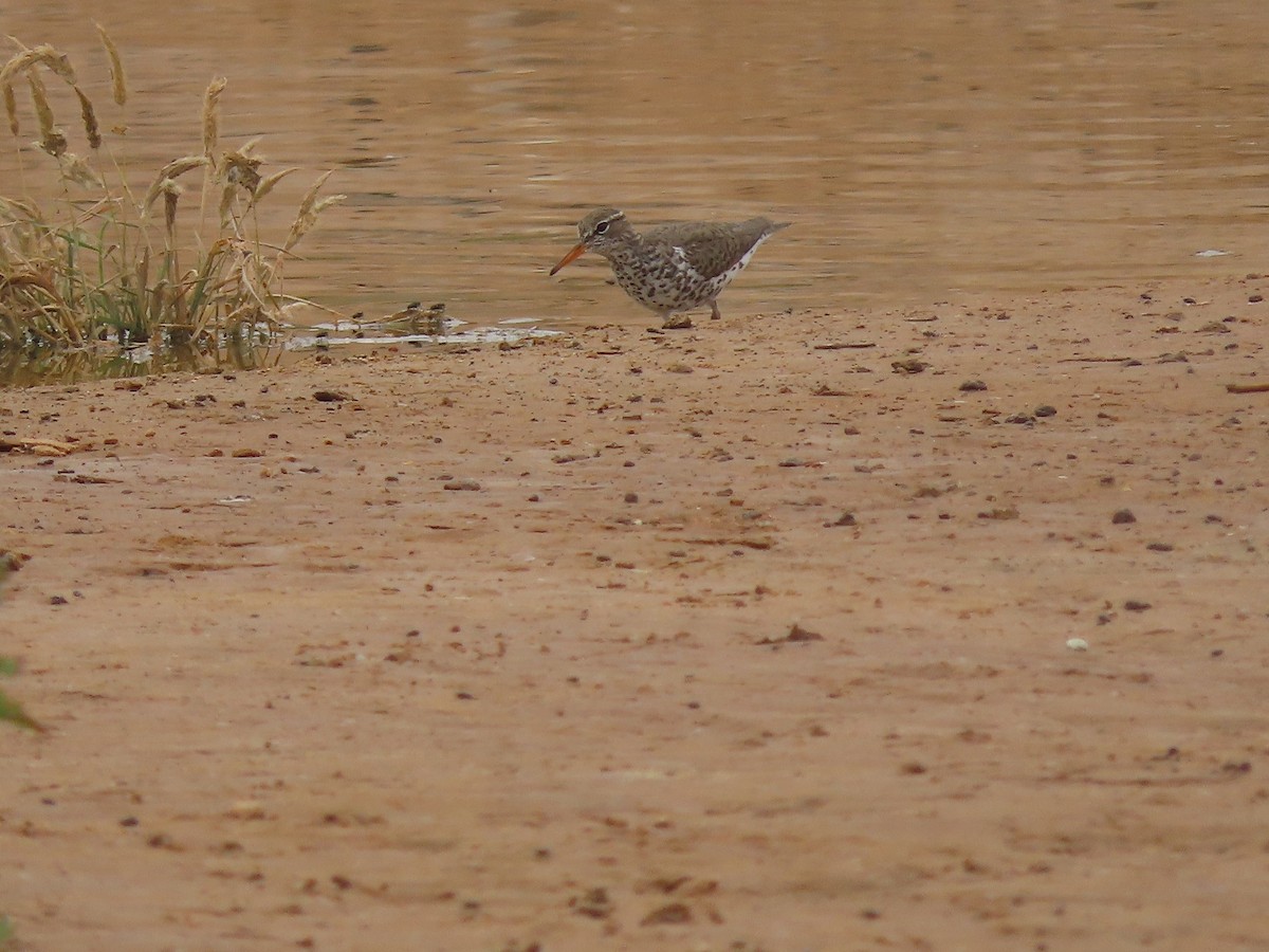 Spotted Sandpiper - ML574547431