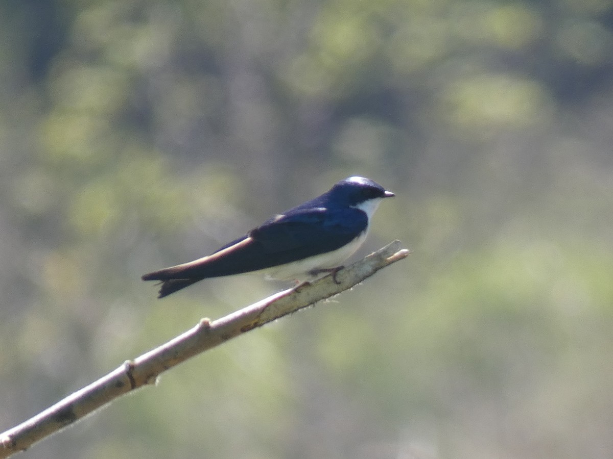 Golondrina Bicolor - ML574547821