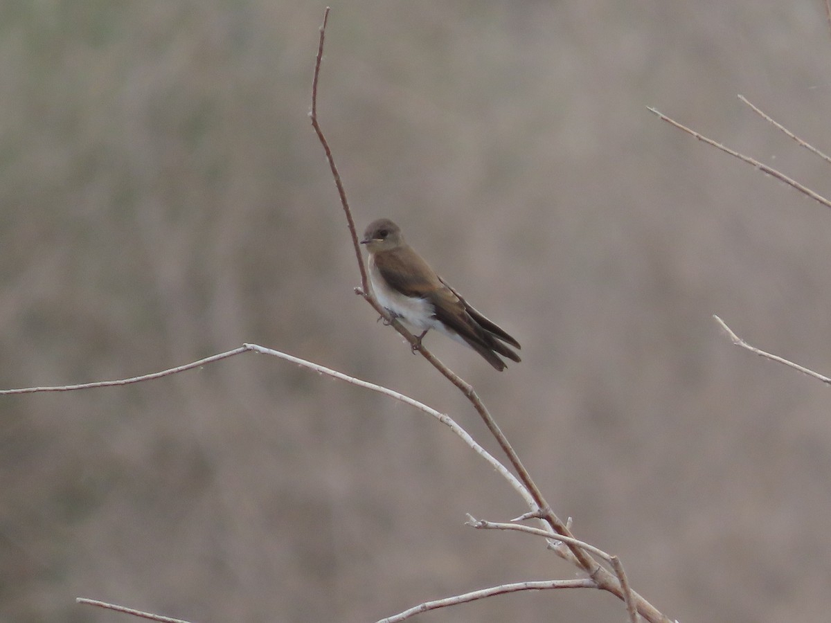 Northern Rough-winged Swallow - ML574548231