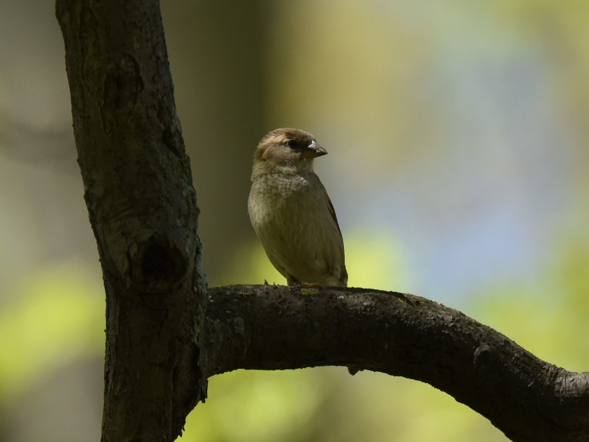 Moineau domestique - ML574548241