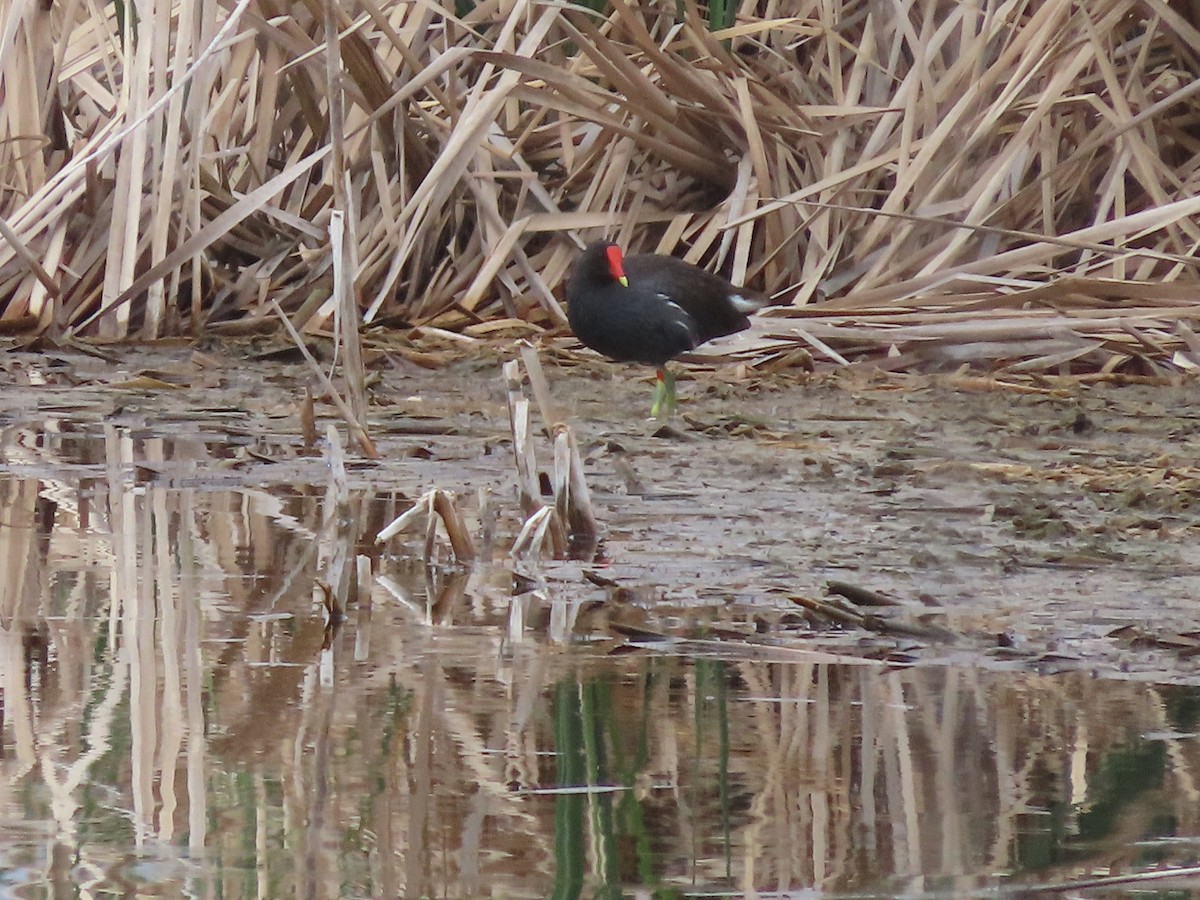 Common Gallinule - ML574548641