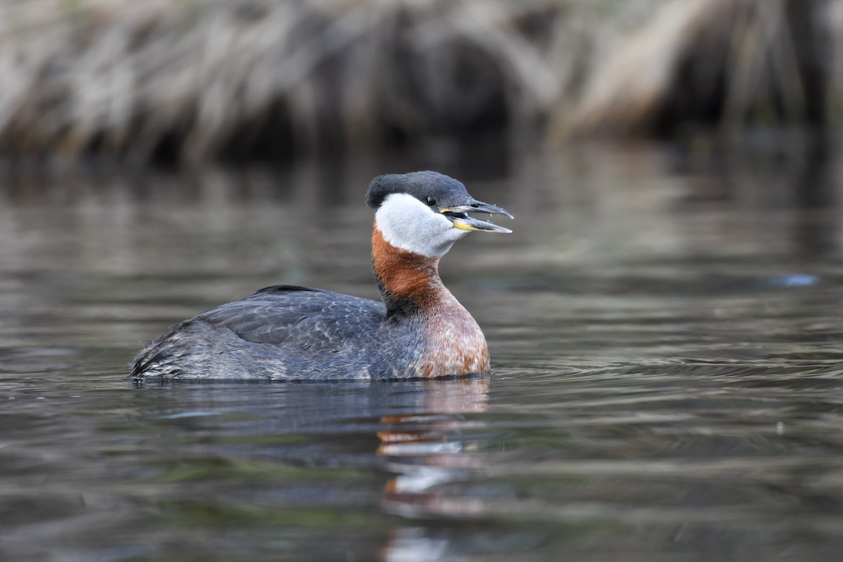 Red-necked Grebe - Timothy Piranian