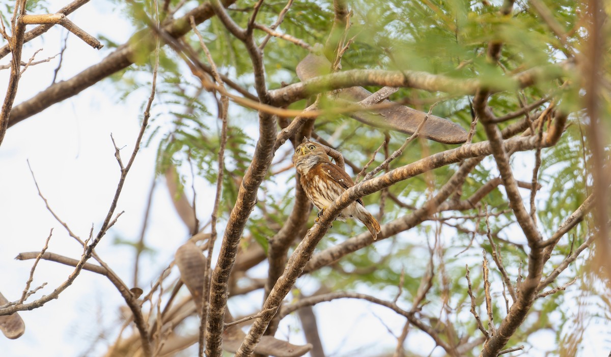 Ferruginous Pygmy-Owl - Rachel Kolokoff Hopper