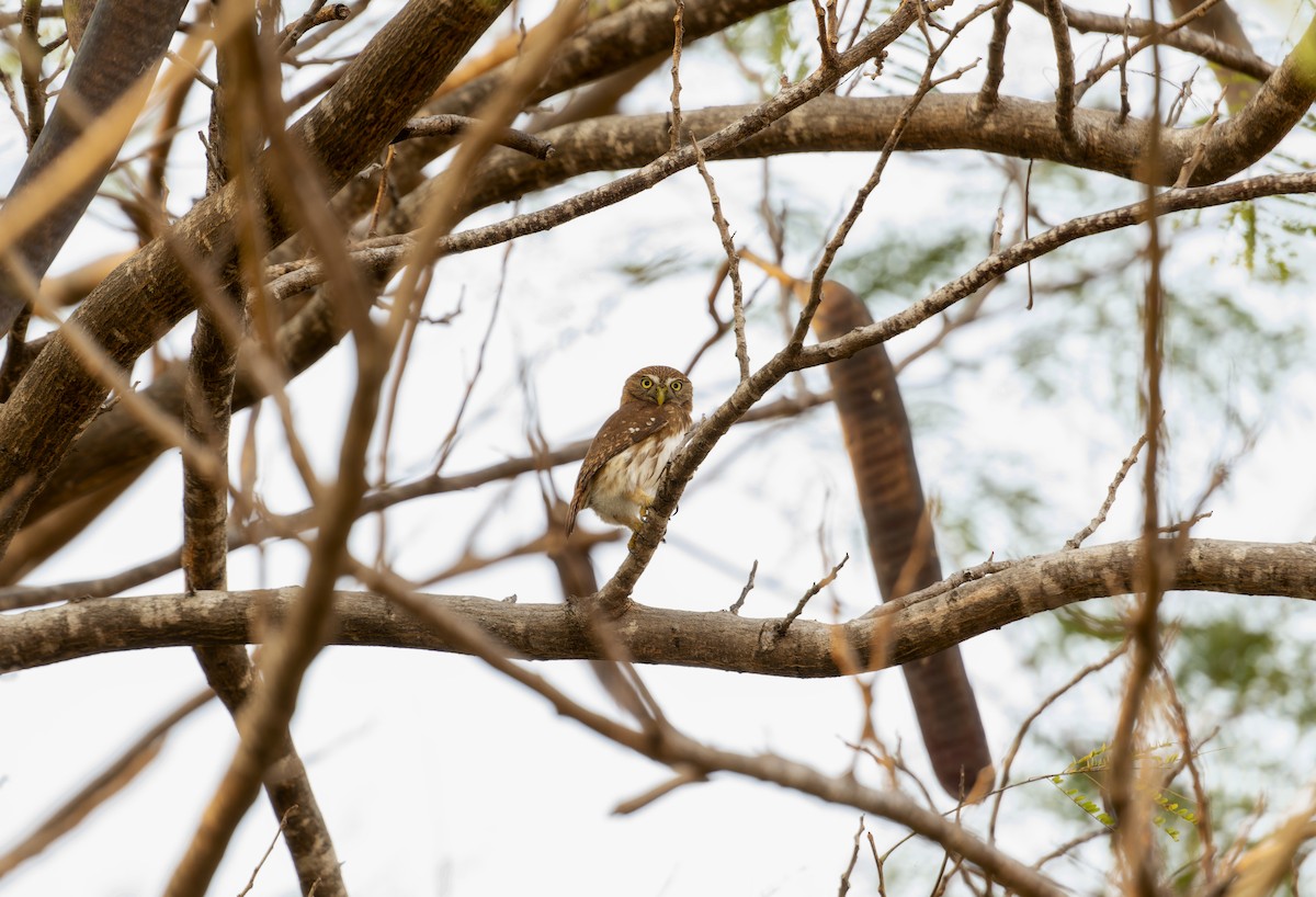 Ferruginous Pygmy-Owl - Rachel Kolokoff Hopper