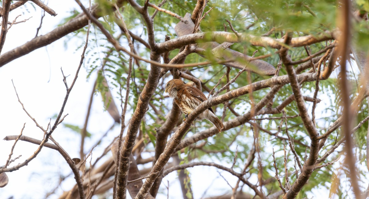 Ferruginous Pygmy-Owl - Rachel Kolokoff Hopper