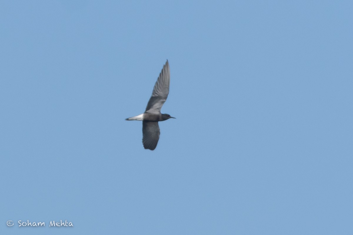 Black Tern - ML574549351