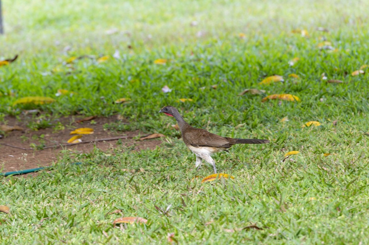 White-bellied Chachalaca - ML574549431