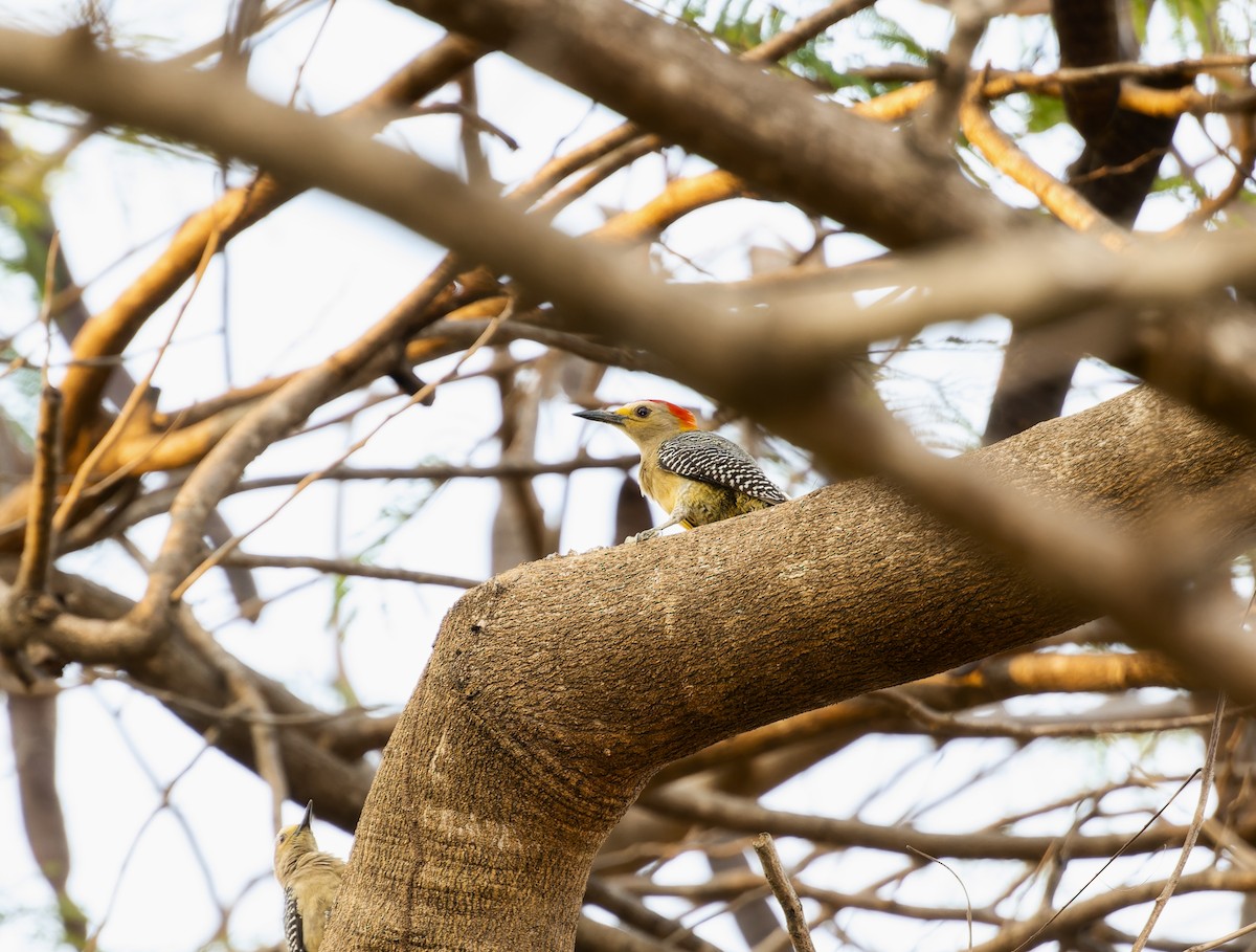 Golden-fronted Woodpecker - Rachel Kolokoff Hopper