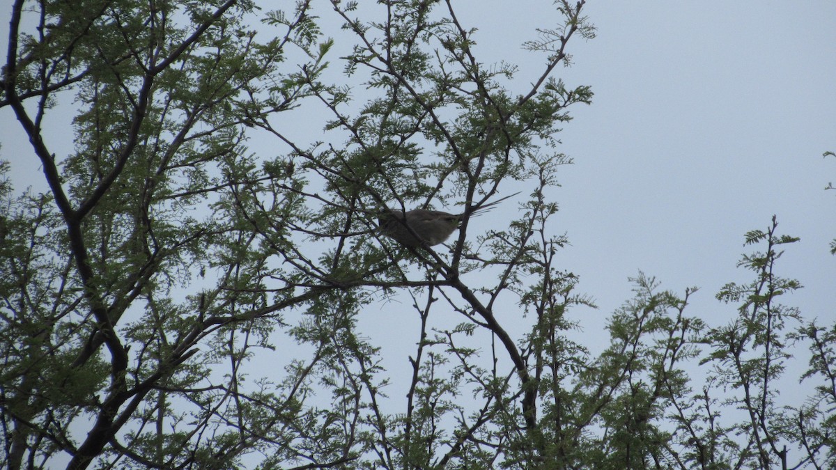 Tufted Tit-Spinetail - ML574550221