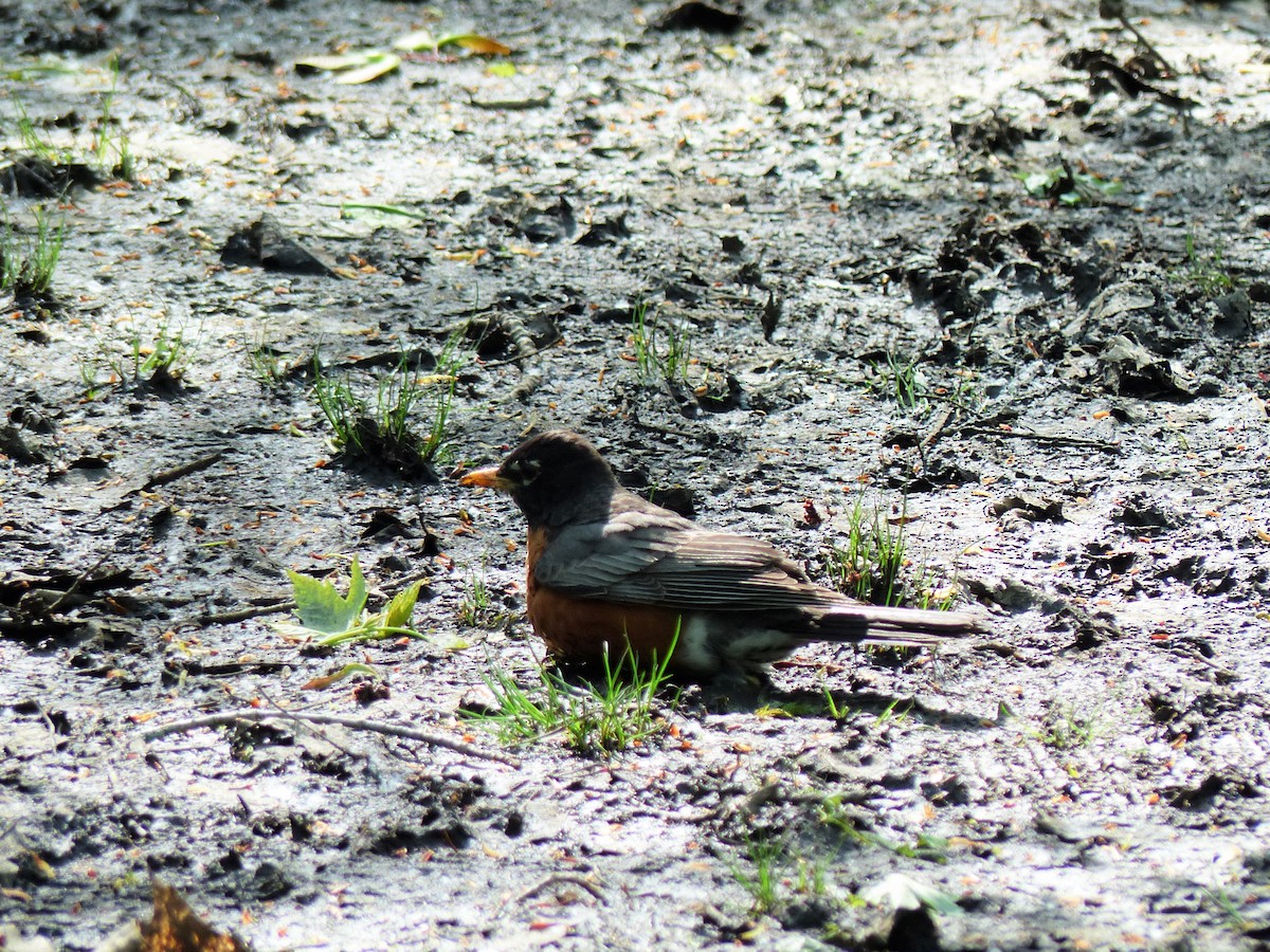 American Robin - ML574550821