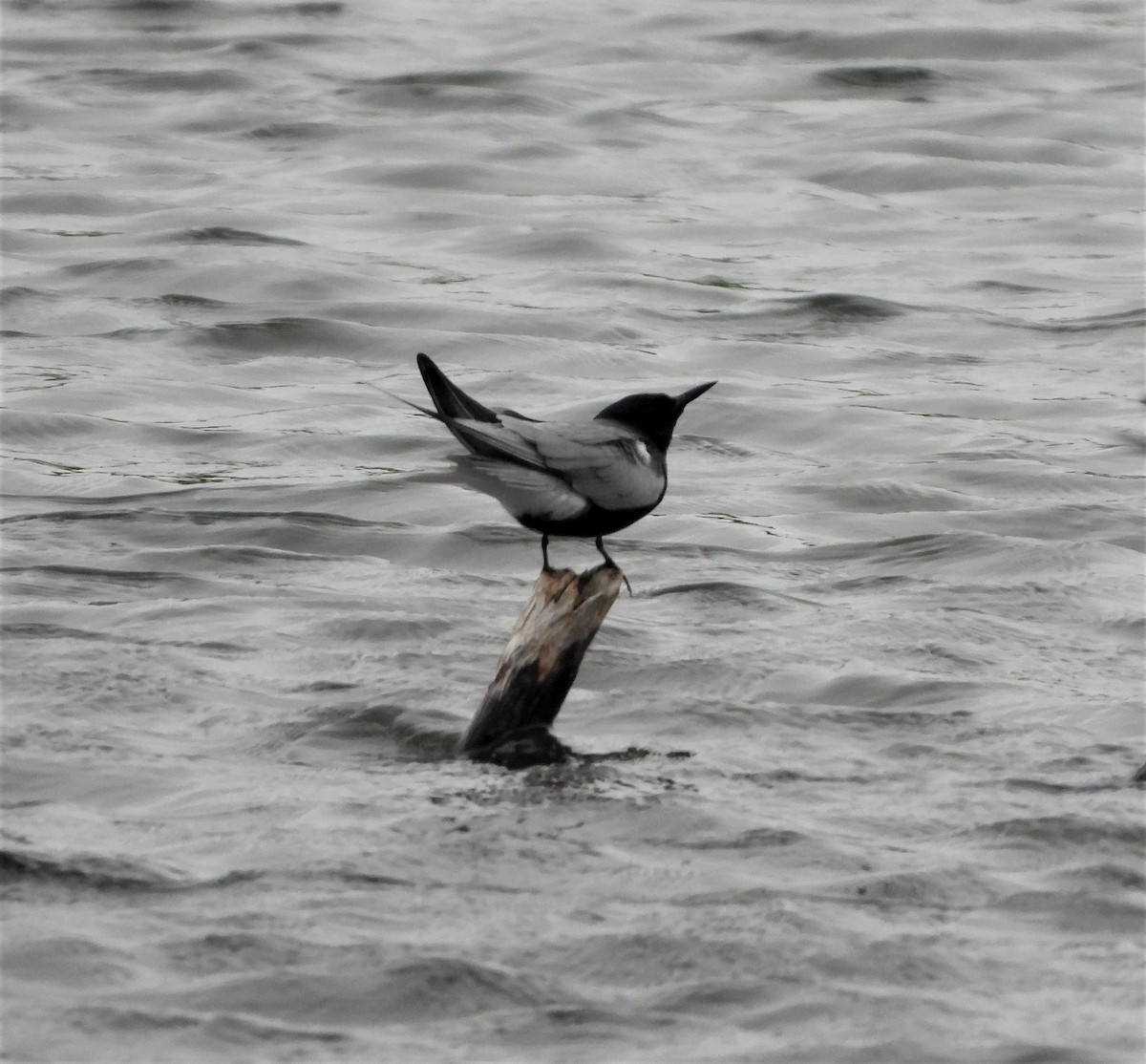 Black Tern - ML574551211