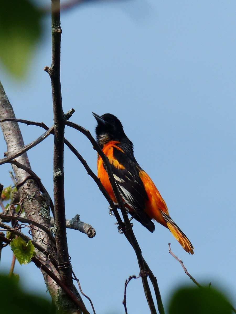 Baltimore Oriole - ML574551221