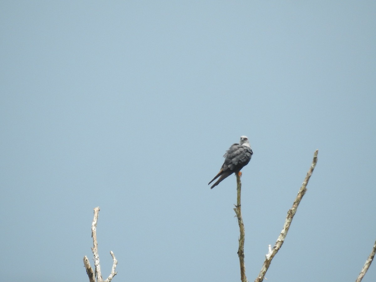 Plumbeous Kite - ML574551251