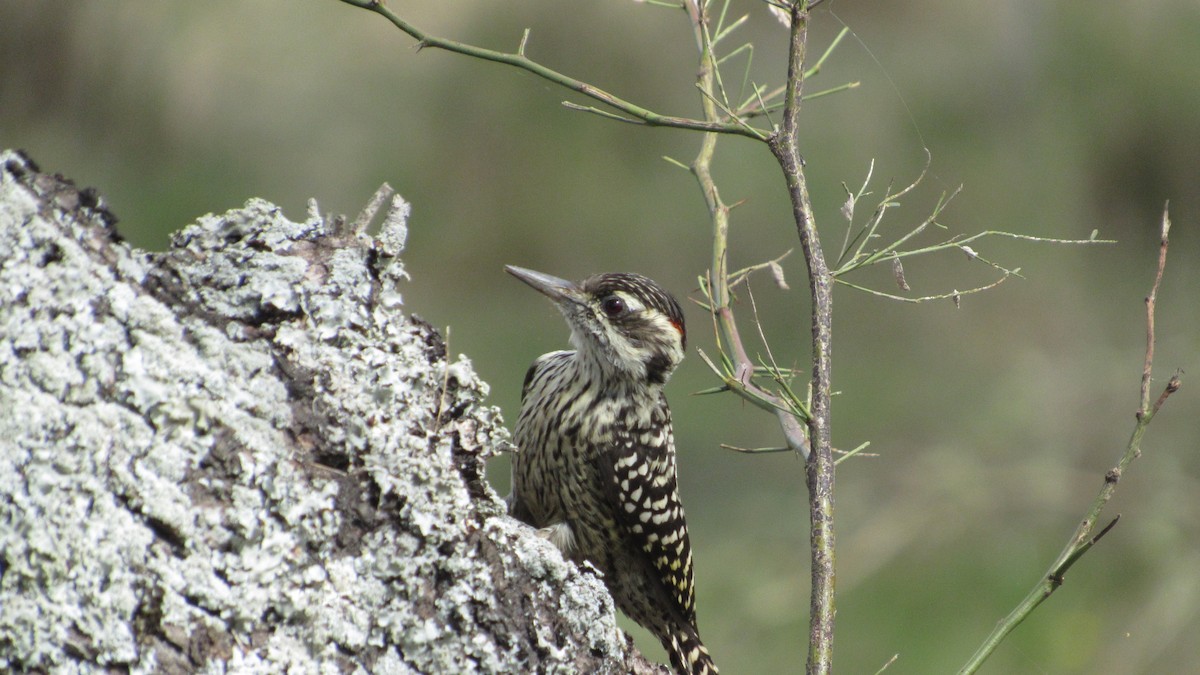 Checkered Woodpecker - ML574552041