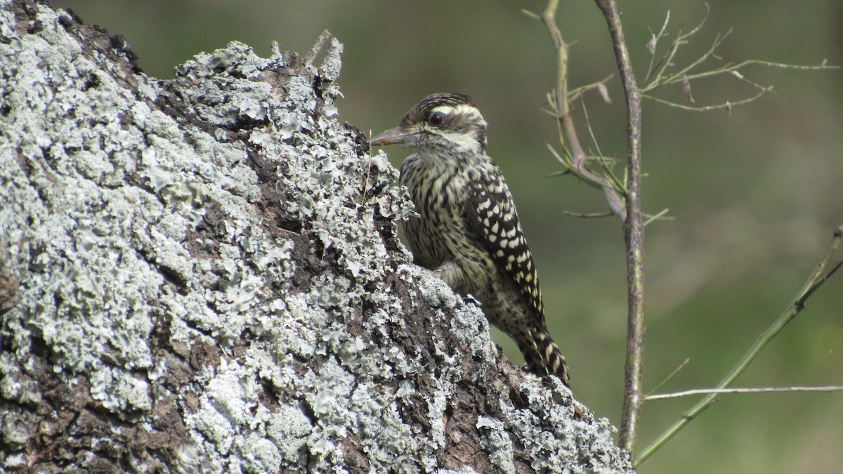 Checkered Woodpecker - ML574552051