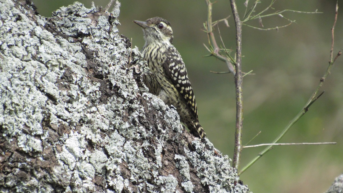 Checkered Woodpecker - ML574552061