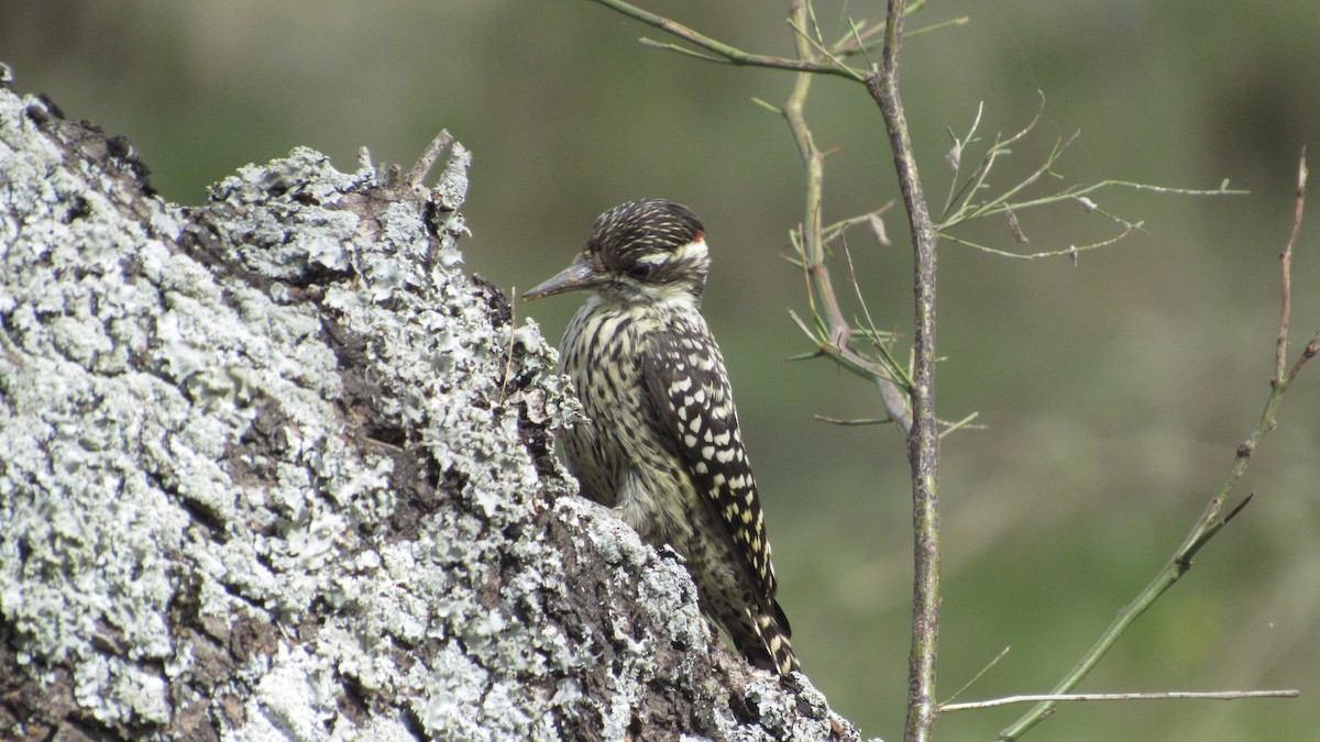 Checkered Woodpecker - ML574552071