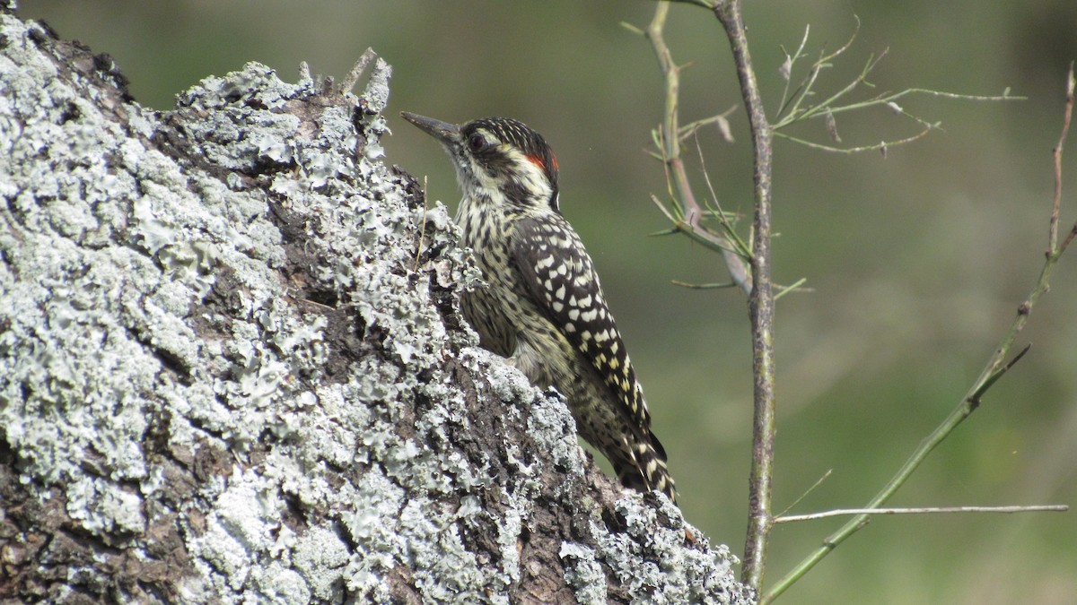 Checkered Woodpecker - ML574552081