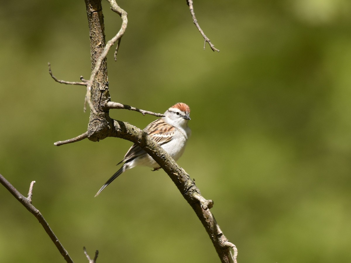 Chipping Sparrow - Lynn Kohler