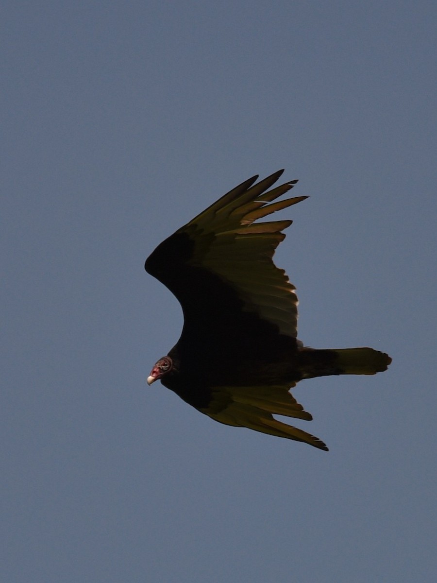 Turkey Vulture - ML574552581