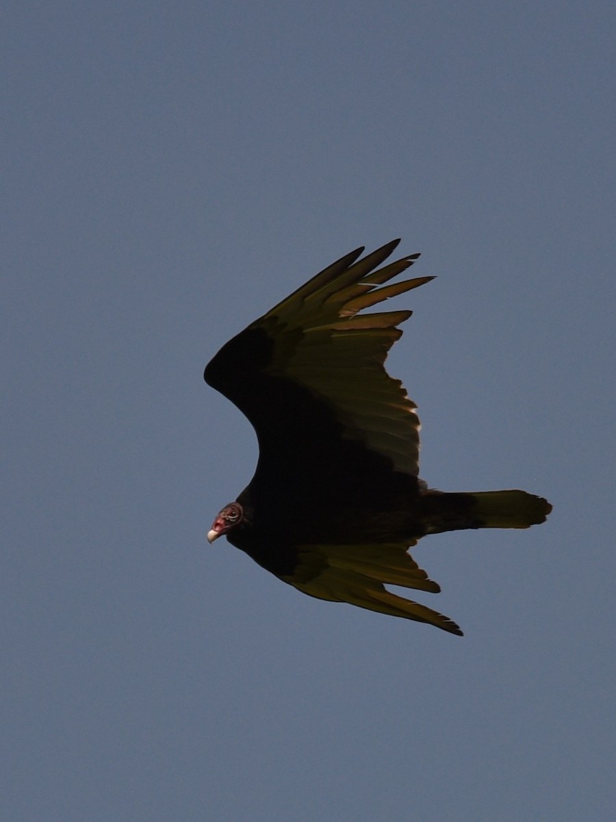 Turkey Vulture - Lynn Kohler