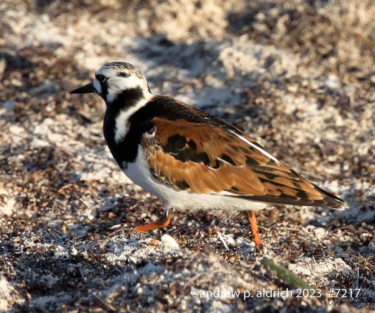 Ruddy Turnstone - ML574554181