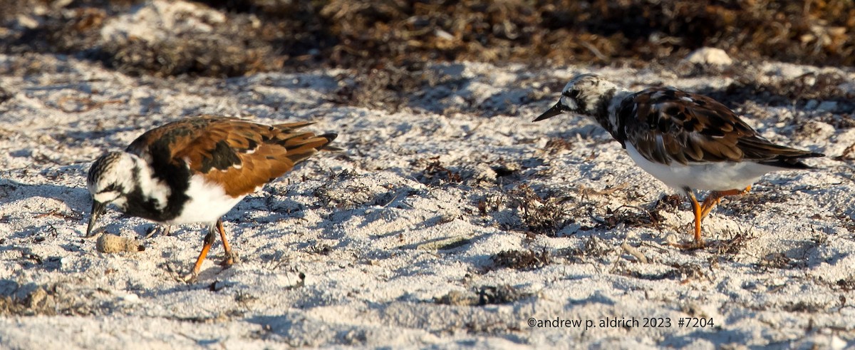 Ruddy Turnstone - ML574554211