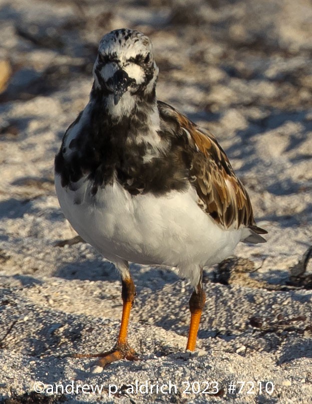 Ruddy Turnstone - ML574554221