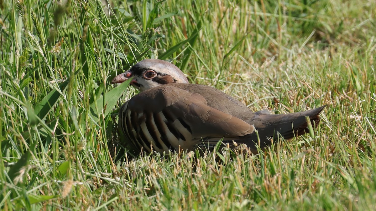 orebice čukar - ML574554261