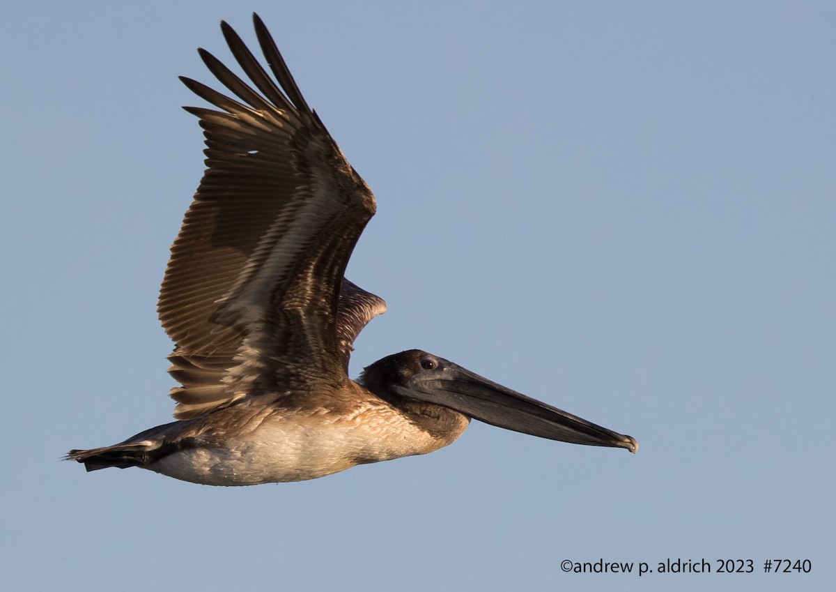 Brown Pelican - ML574554311